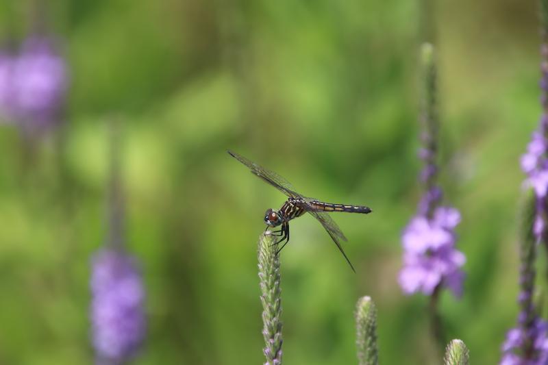 Photo of Blue Dasher