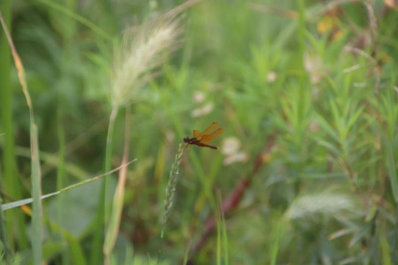 Photo of Eastern Amberwing