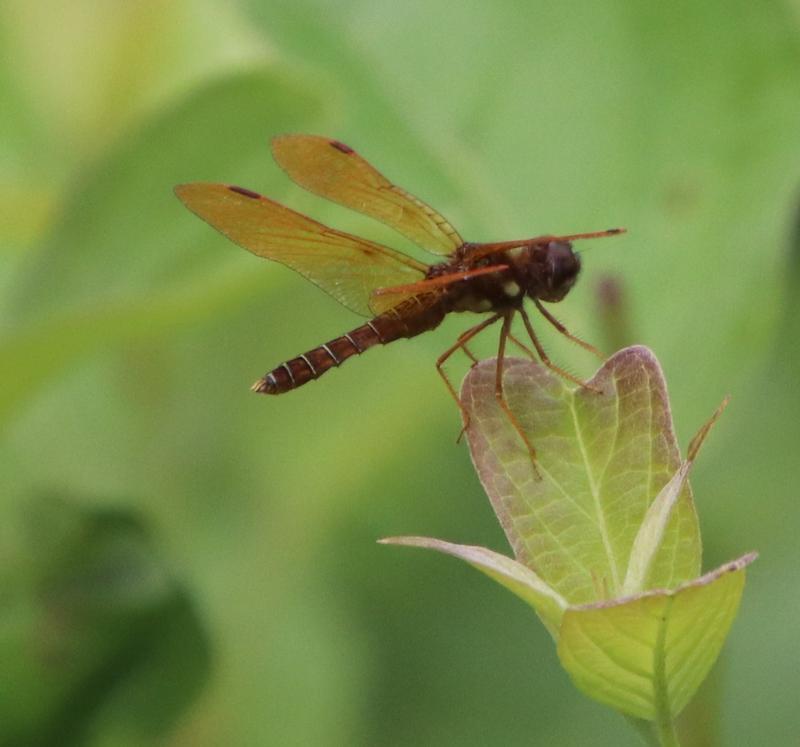 Photo of Eastern Amberwing
