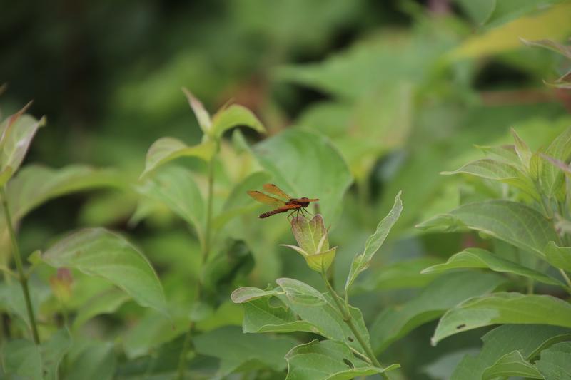 Photo of Eastern Amberwing