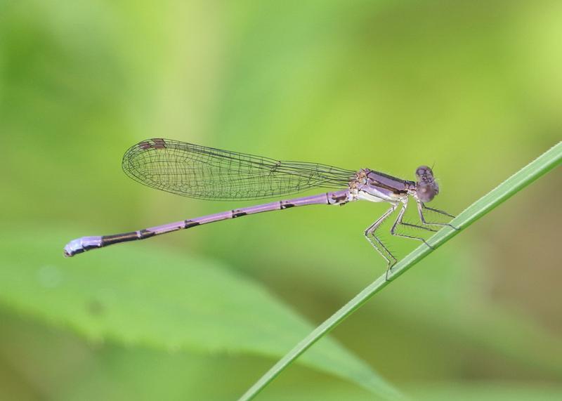 Photo of Variable Dancer (Violet Dancer ssp.)