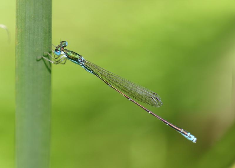 Photo of Sedge Sprite