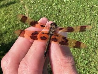 Photo of Halloween Pennant