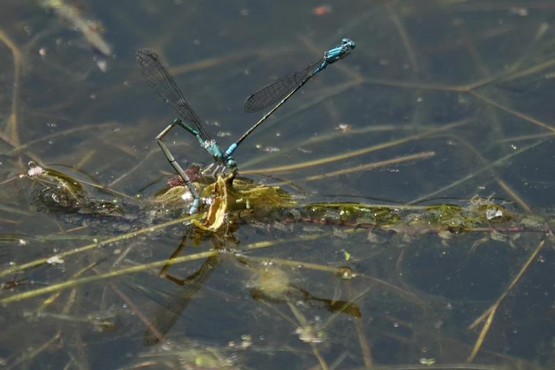 Photo of Slender Bluet