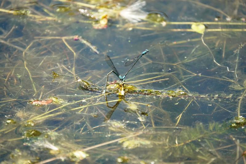 Photo of Slender Bluet