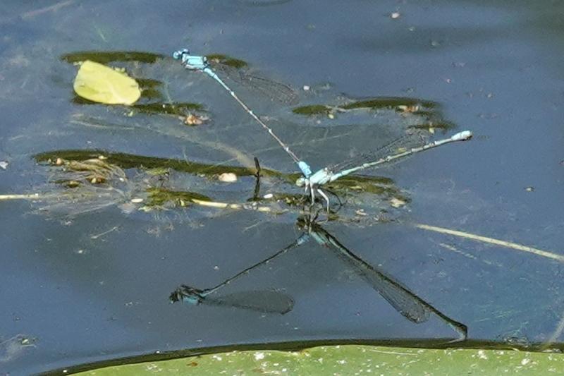 Photo of Slender Bluet