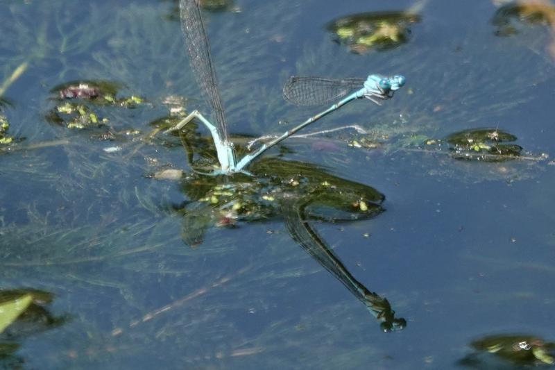 Photo of Slender Bluet