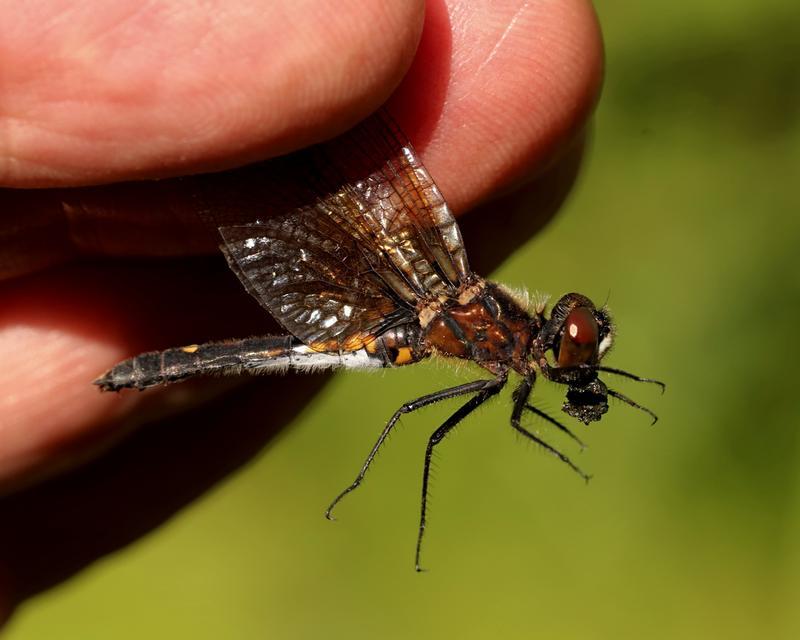 Photo of Dot-tailed Whiteface