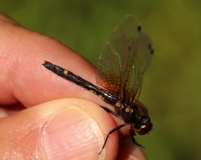 Photo of Dot-tailed Whiteface
