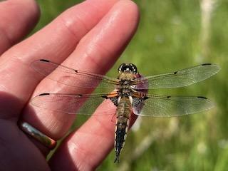 Photo of Four-spotted Skimmer