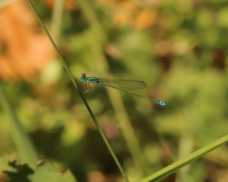 Photo of Sedge Sprite