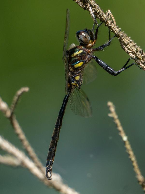 Photo of Hine's Emerald
