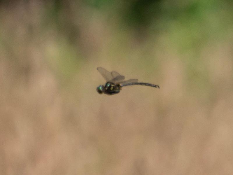 Photo of Hine's Emerald