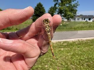 Photo of Variegated Meadowhawk