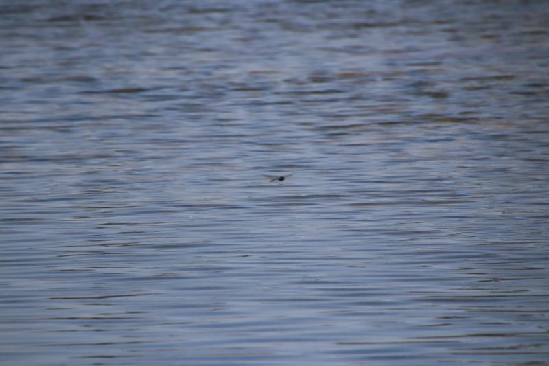 Photo of Common Green Darner
