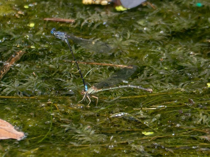 Photo of Blue-fronted Dancer