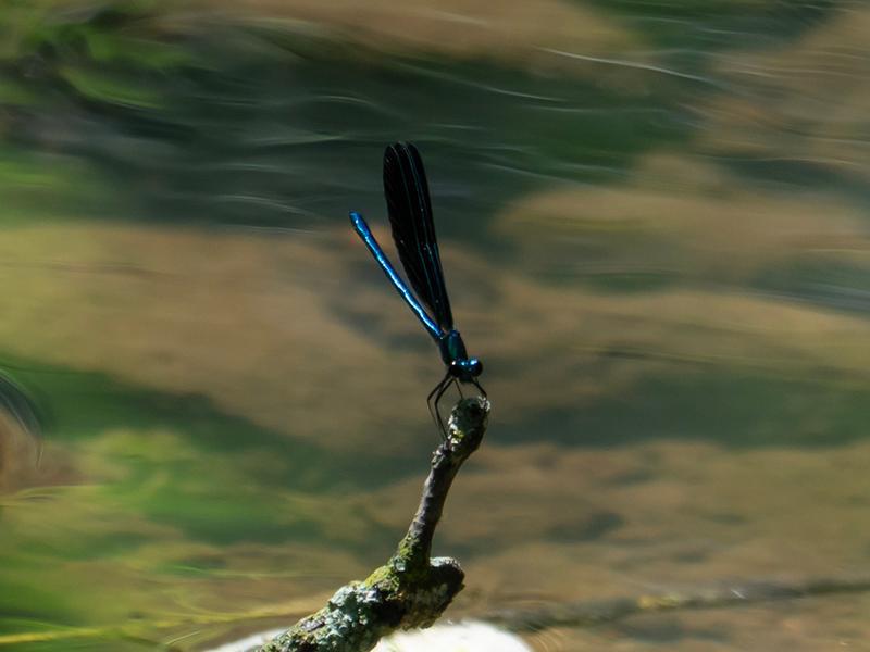 Photo of Ebony Jewelwing
