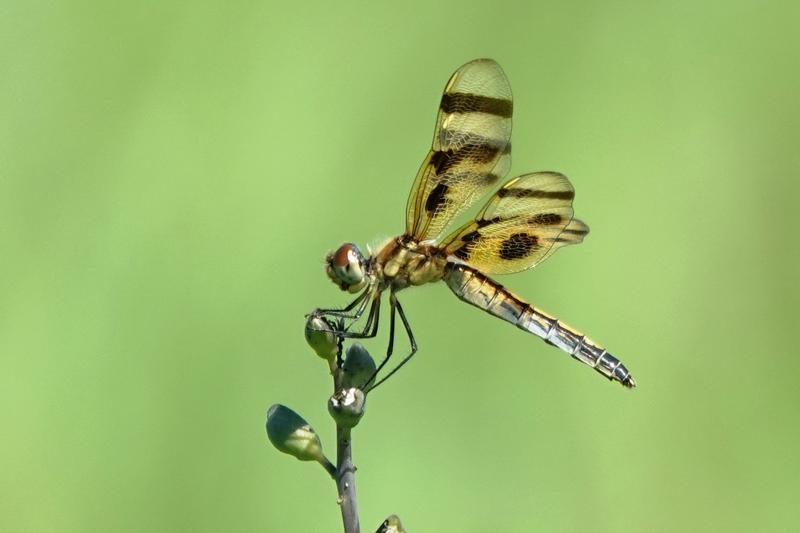 Photo of Halloween Pennant