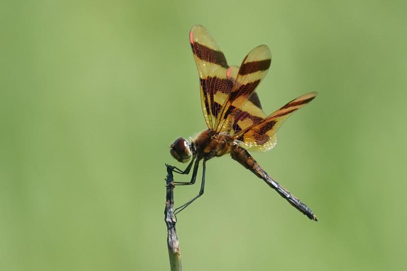 Photo of Halloween Pennant