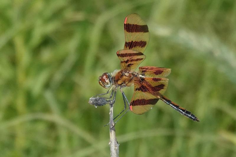Photo of Halloween Pennant