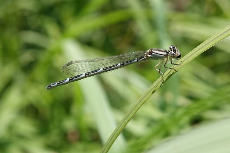 Photo of Familiar Bluet