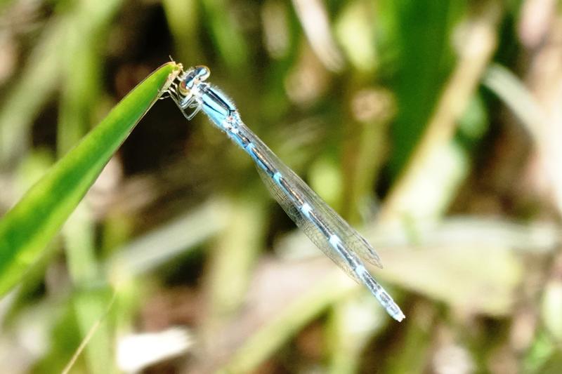 Photo of Familiar Bluet