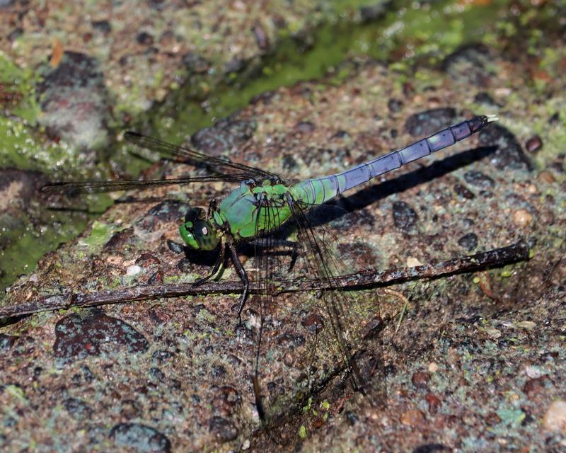 Photo of Eastern Pondhawk