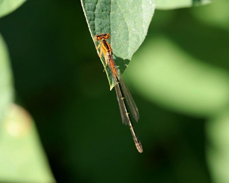 Photo of Eastern Forktail