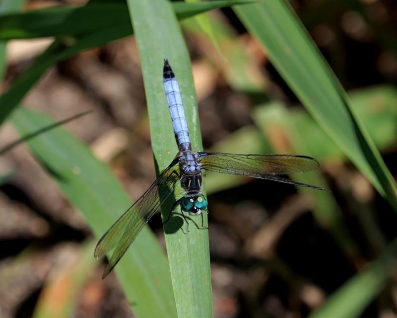 Photo of Blue Dasher