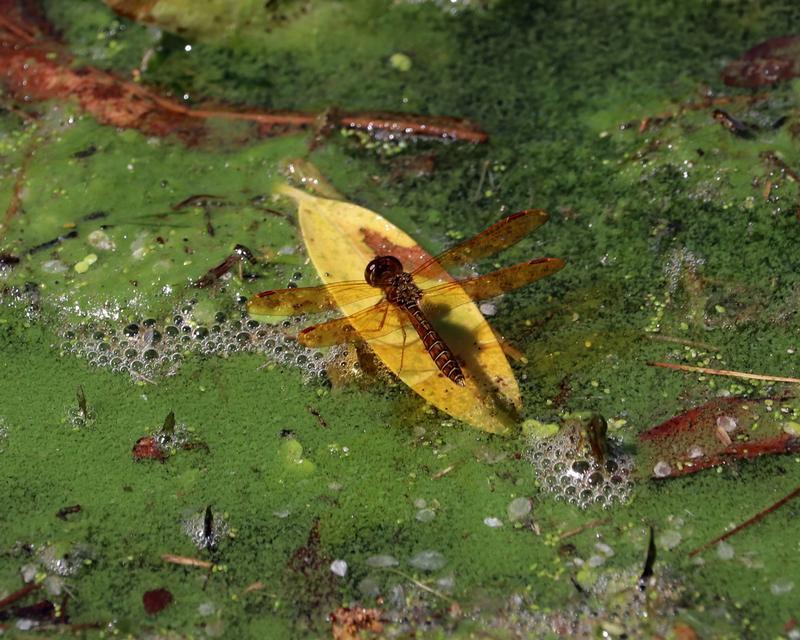 Photo of Eastern Amberwing