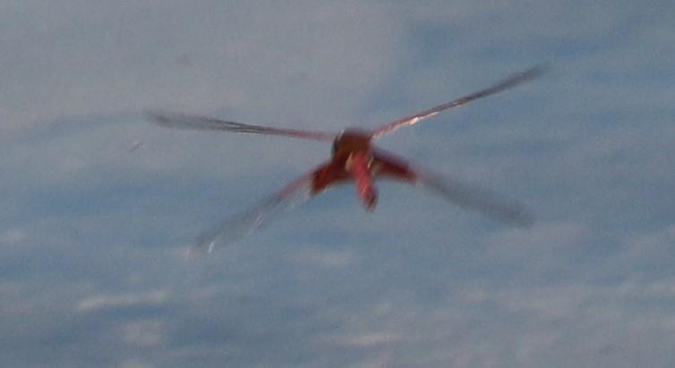 Photo of Carolina Saddlebags