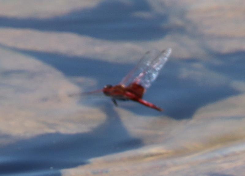 Photo of Carolina Saddlebags