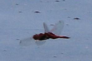 Photo of Carolina Saddlebags