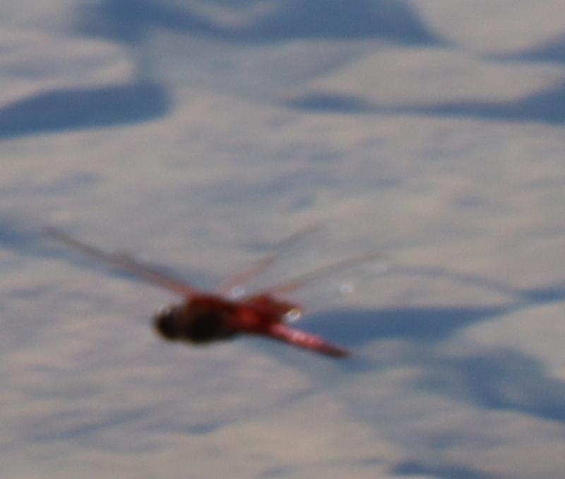 Photo of Carolina Saddlebags