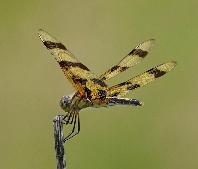 Photo of Halloween Pennant