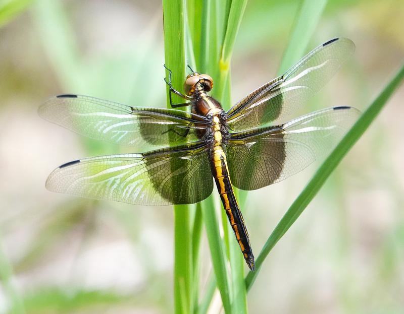 Photo of Widow Skimmer