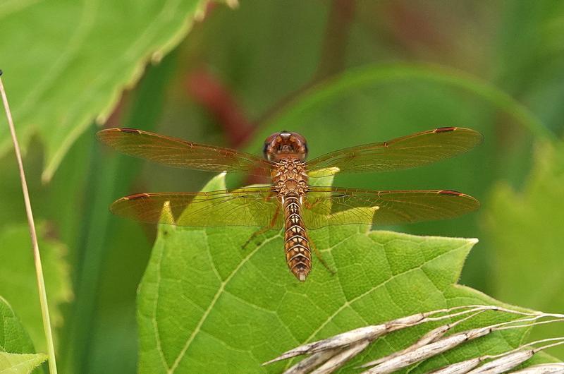 Photo of Eastern Amberwing