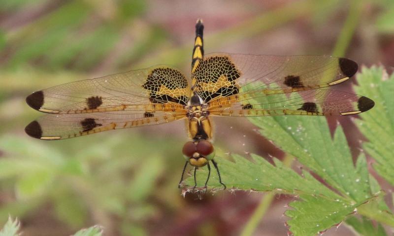 Photo of Calico Pennant