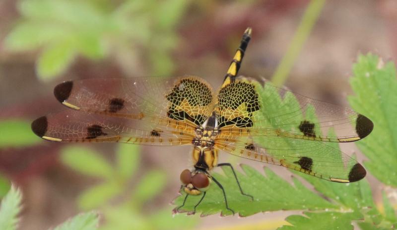 Photo of Calico Pennant