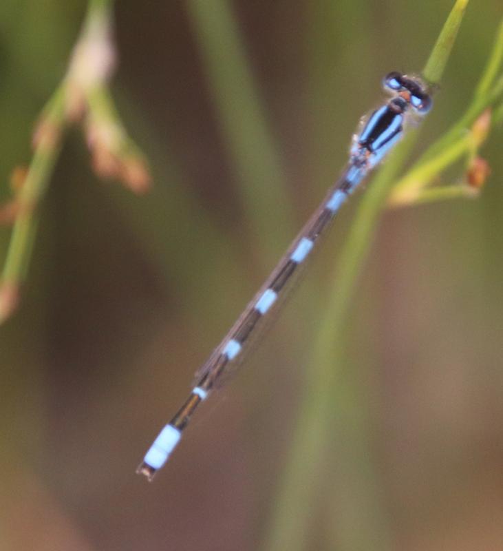 Photo of Familiar Bluet