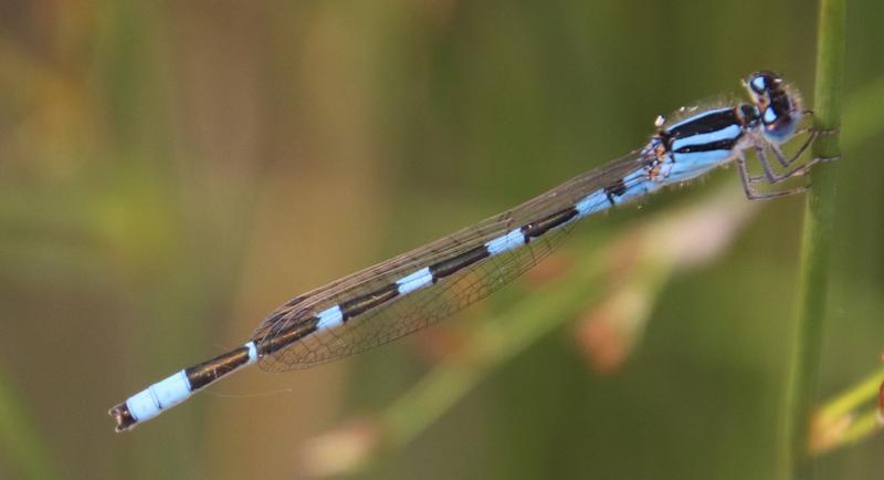 Photo of Familiar Bluet