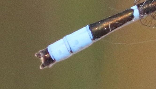 Photo of Familiar Bluet
