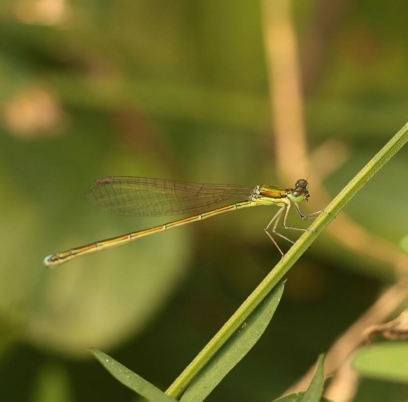 Photo of Sedge Sprite