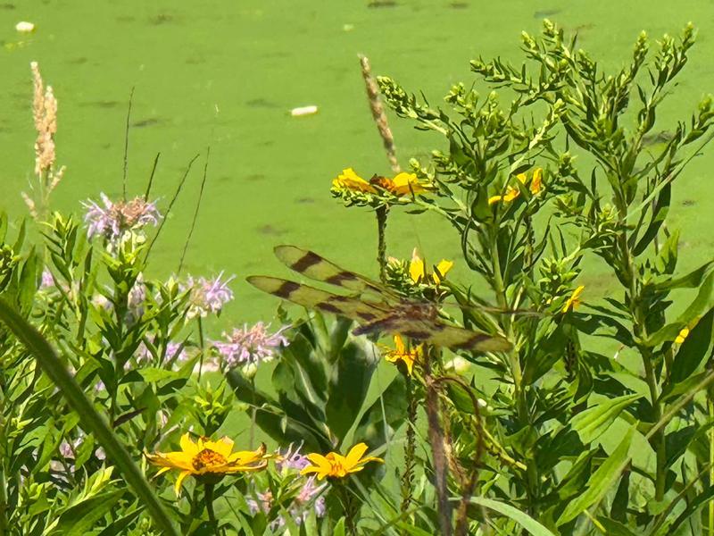 Photo of Halloween Pennant