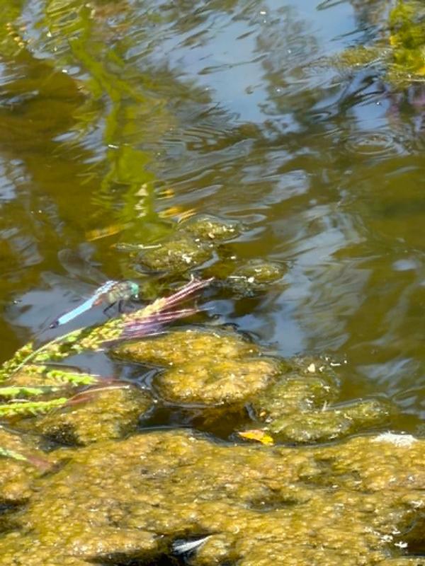 Photo of Blue Dasher