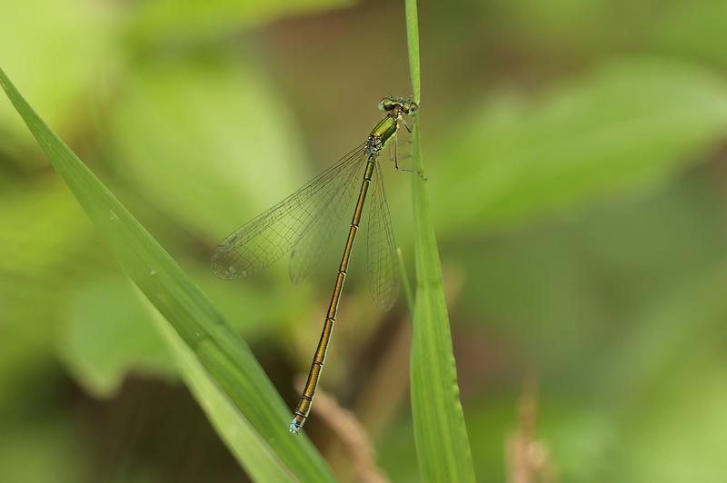 Photo of Sedge Sprite