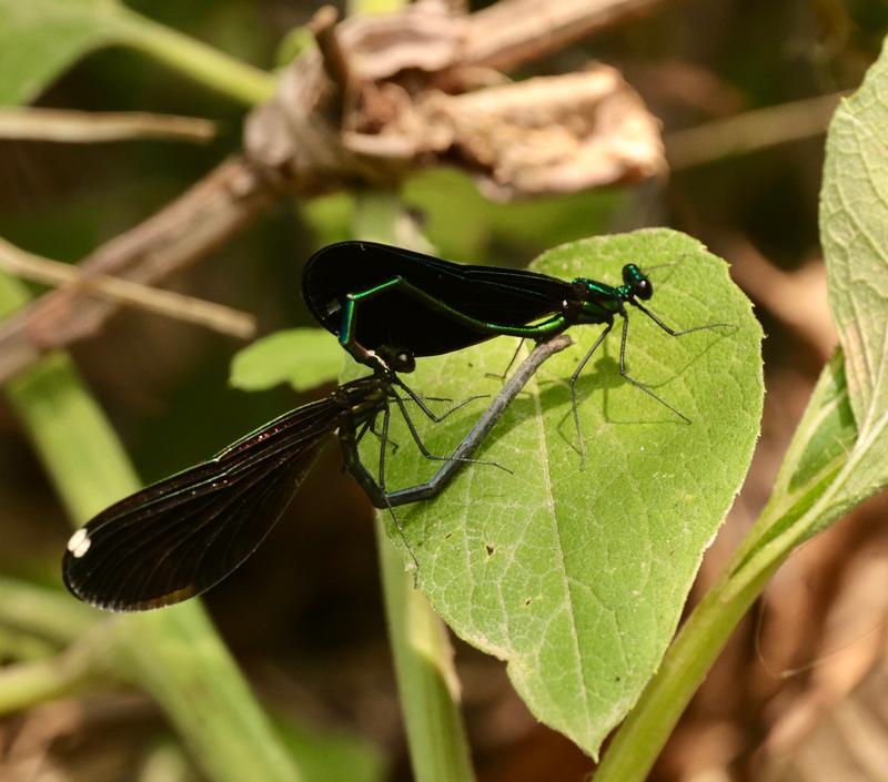 Photo of Ebony Jewelwing
