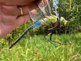 Photo of Common Green Darner