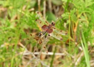 Photo of Calico Pennant