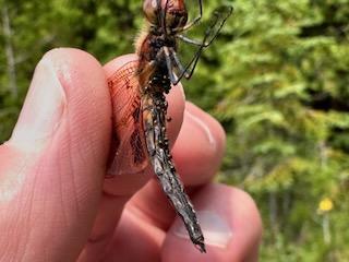 Photo of Calico Pennant